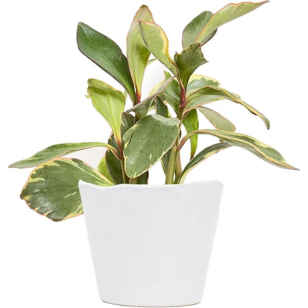 Wekiva Foliage Peperomia Ginny-Live Starter Plants in 2 Inch Pots-Peperomia Clusiifolia-Rare and Elegant Indoor Houseplant