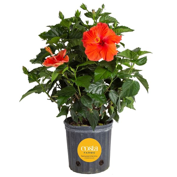 Costa Farms Grower's Choice Premium Hibiscus Flowering Outdoor Bush in 10 in. Grower Pot, Avg. Shipping Height 2-3 ft. Tall