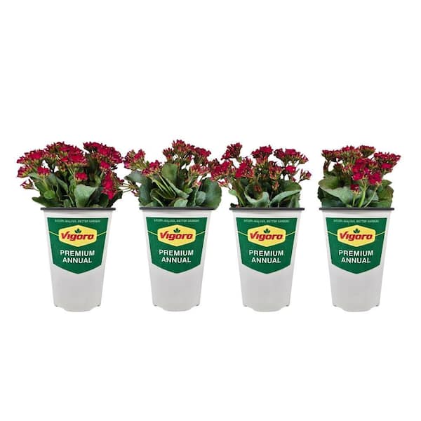 Vigoro 1 qt. Kalanchoe Live Plant with Red Flowers in 4.7 in. Growers Pot (4-Plants)