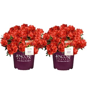 1 Gal. Autumn Bravo Shrub with Red Flowers (2-pack)