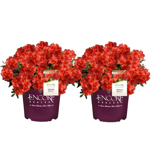 ENCORE AZALEA 1 Gal. Autumn Bravo Shrub with Red Flowers (2-pack)