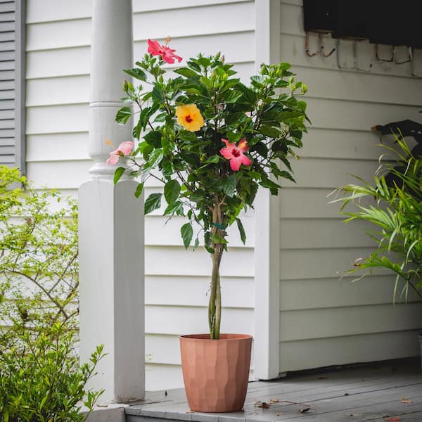 2 Gal. Triple Twist Braided Hibiscus Shrub