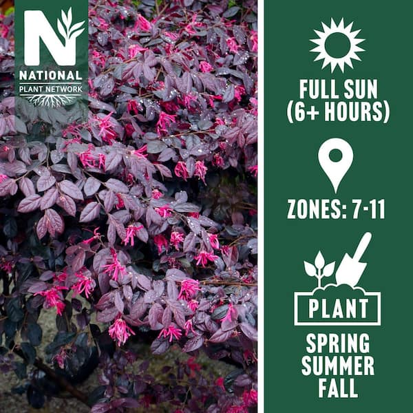 national PLANT NETWORK 3 gal. Loropetalum Cerise Charm Shrub with