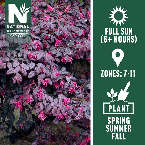 3 gal. Loropetalum Cerise Charm Shrub with Red Flowers