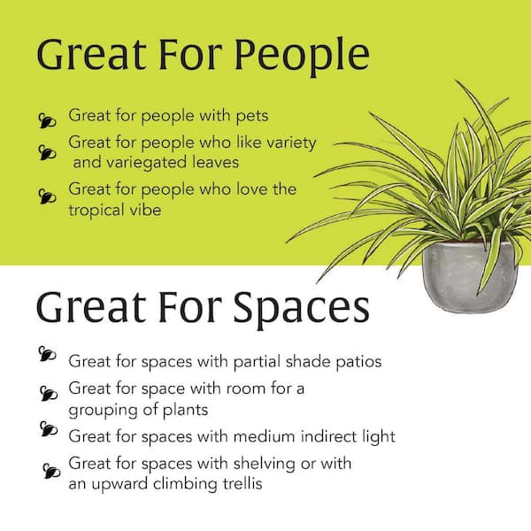 The complete guide to caring for spider plants - Gardening4Joy