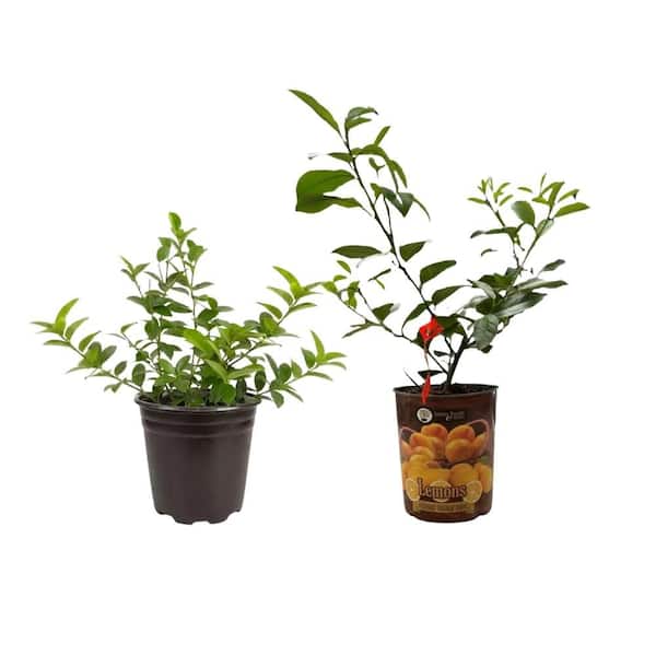 1 Gal. Meyer Lemon and Persian Lime Tree Bundle with White Flowers (2-Pack)