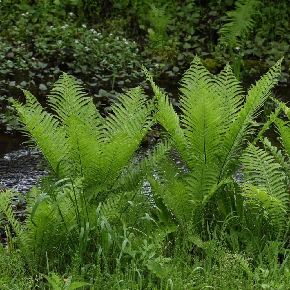 Colorama Fern Collection with Rust and Green Fronds, 3-Pack