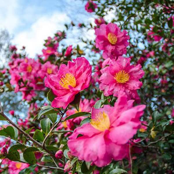 3 Gal. Shi Gashira Camella Flowering Shrub with Pink Blooms