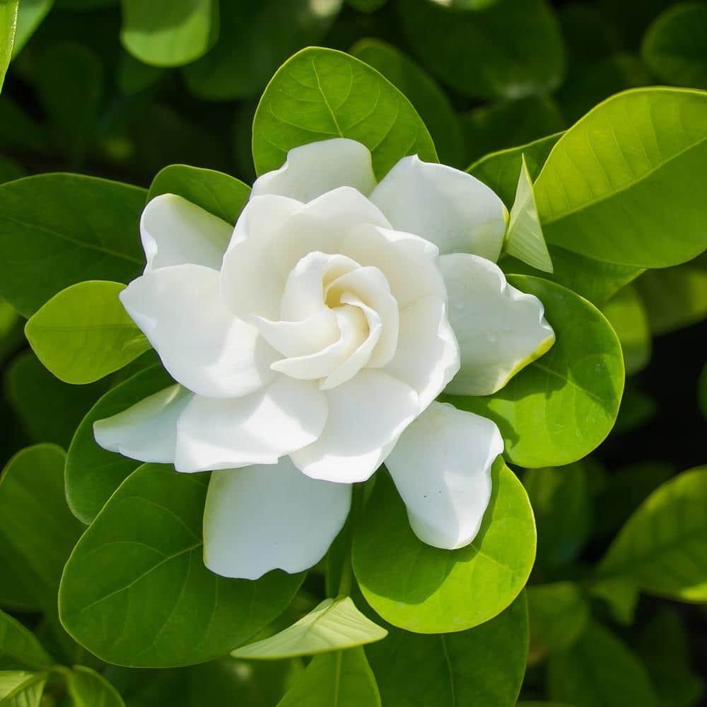 2.5 qt. Gardenia August Beauty Flowering Shrub with White Blooms - Thumbnail 2