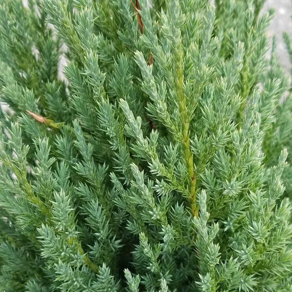 Flowerwood 2 5 Gal Blue Point Juniper Live Evergreen Shrub Tree 33733fl The Home Depot