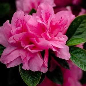 1 Gal. Autumn Carnation Shrub with Semi Double Pink Flowers (2-pack)