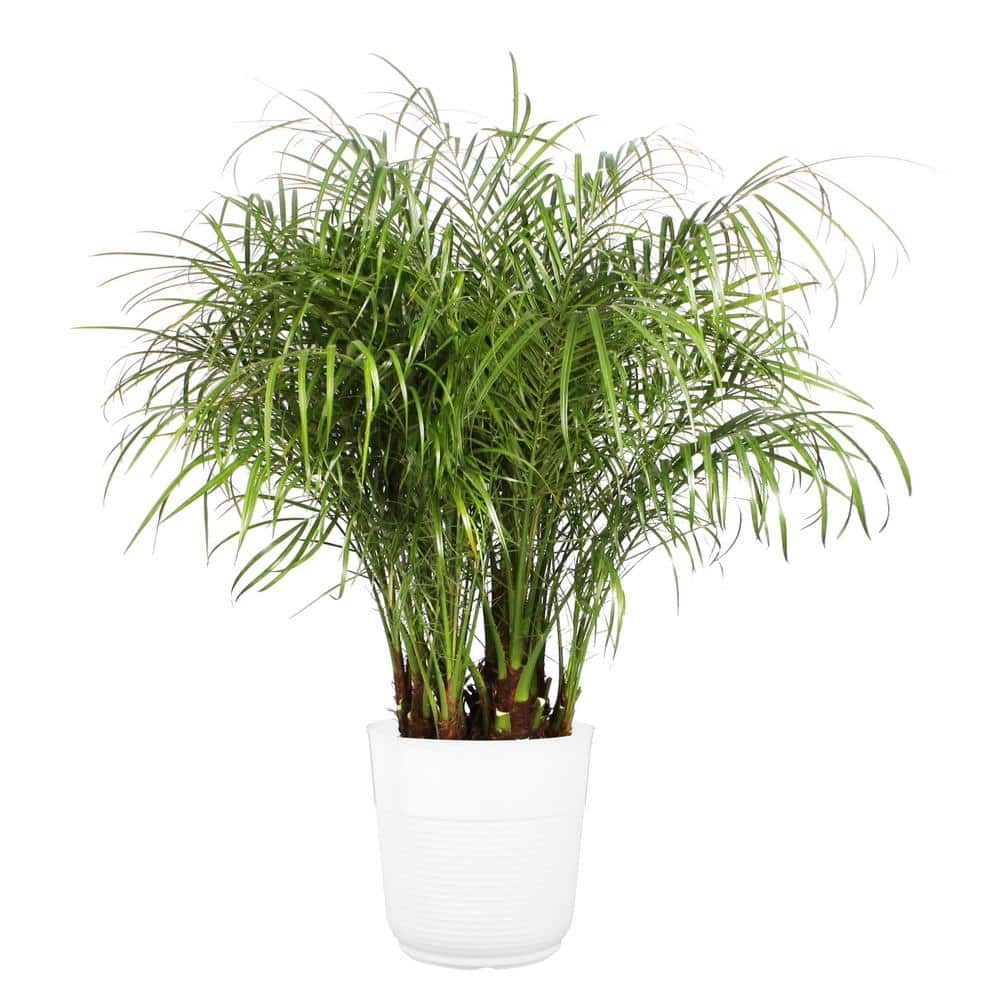 Costa Farms Roebellini, Pygmy Date Palm Indoor Plant in 10 in. White Paradise Planter, Avg. Shipping Height 3-4 ft. Tall