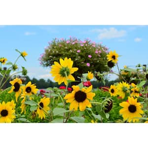 4 in. Sunfinity Yellow Bloom Sunflower Plant (3-Piece)
