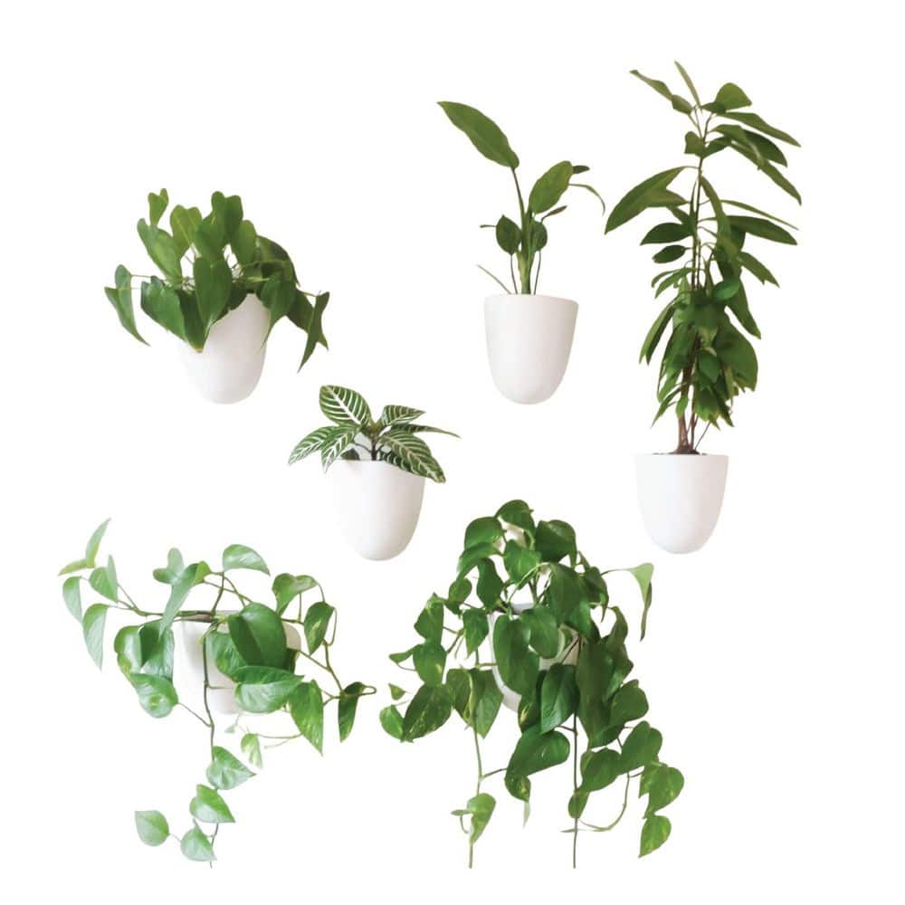 Self-Watering Plastic Wall Planter with Easy Install and Lightweight Design for Indoor Vertical Gardens, White (6-Pack) price history on PriceWatchPro
