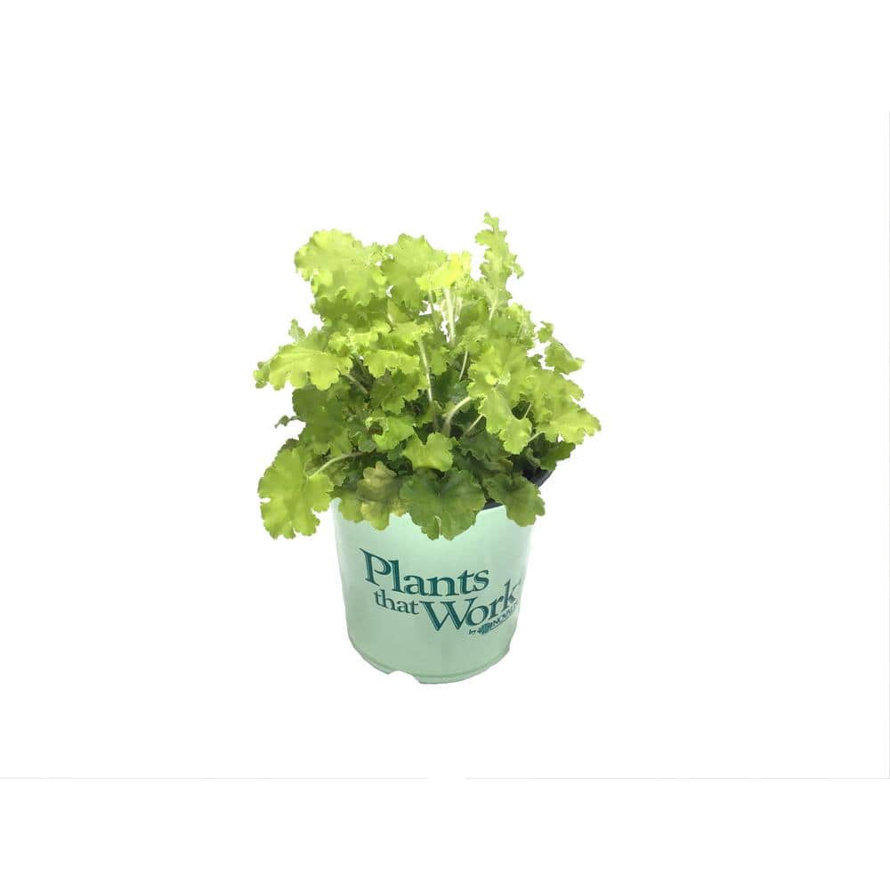 Plants That Work Coral Bell (Heuchera) Lemon Love (Live Plant) 21539