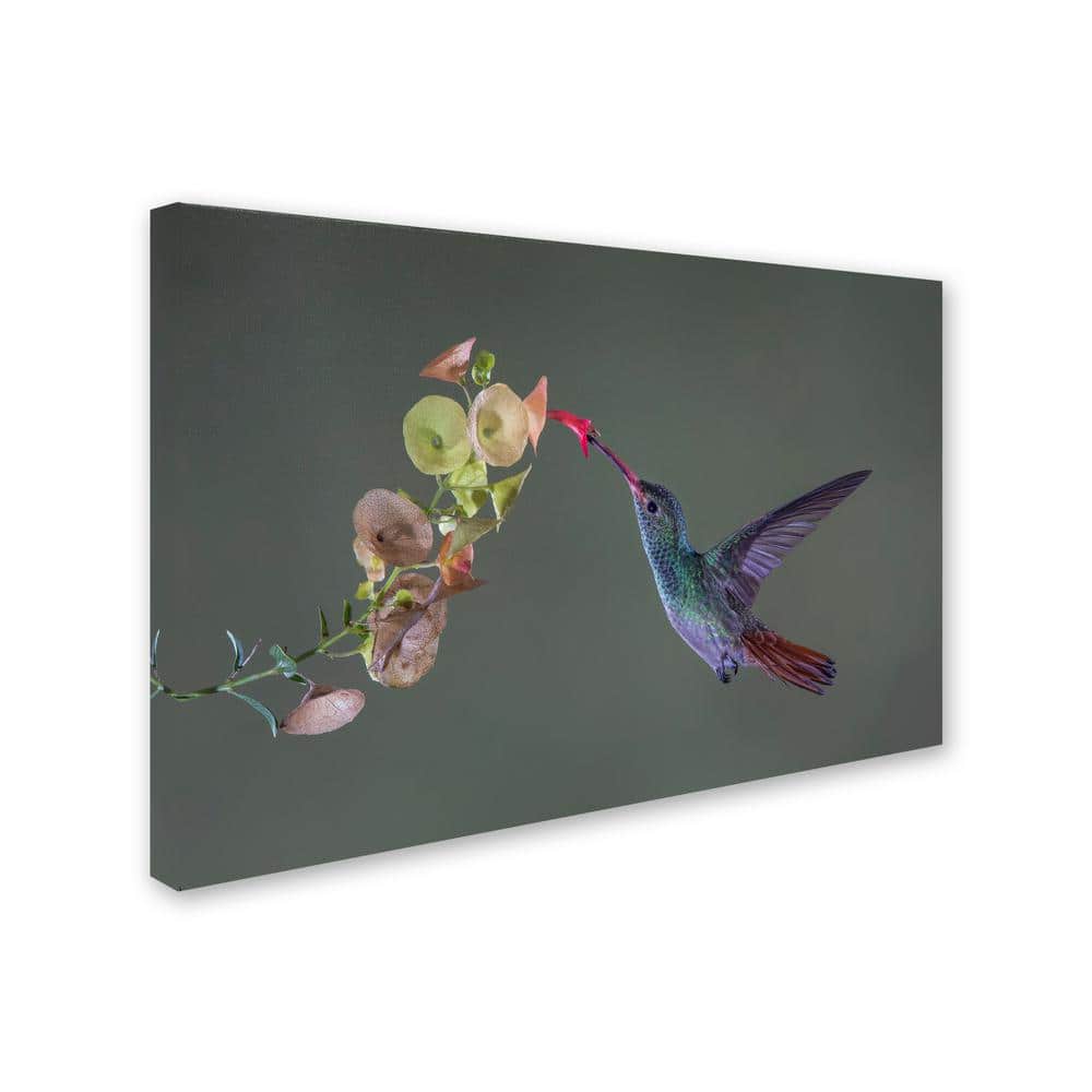 Greg Barsh 'Stretch' Hummingbird Canvas Wall Art 22'' x 32''