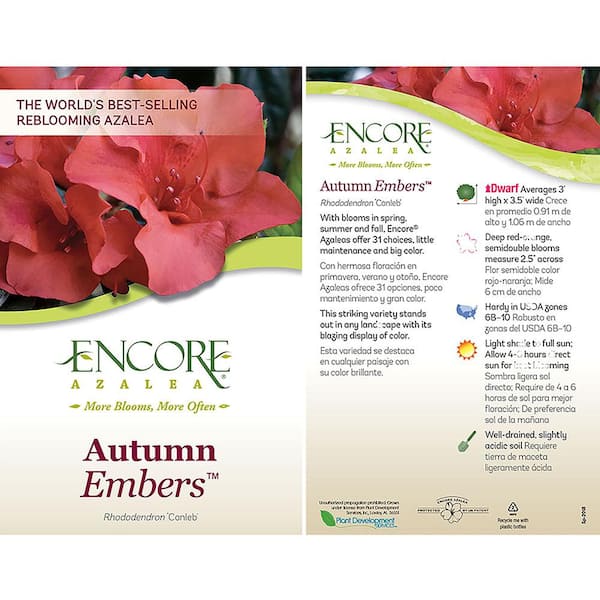ENCORE AZALEA 1 Gal. Autumn Embers Shrub with Red Flowers 10350 - The Home  Depot