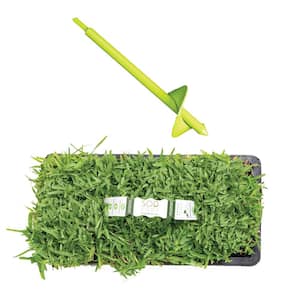 St Augustine Seville Sod/Grass Plugs 64-Count/SP Power Planter Bundle - Natural, Affordable Lawn Improvement