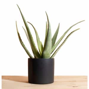 Aloe Vera in 6 in. Modern Ceramic Black Planter Pot
