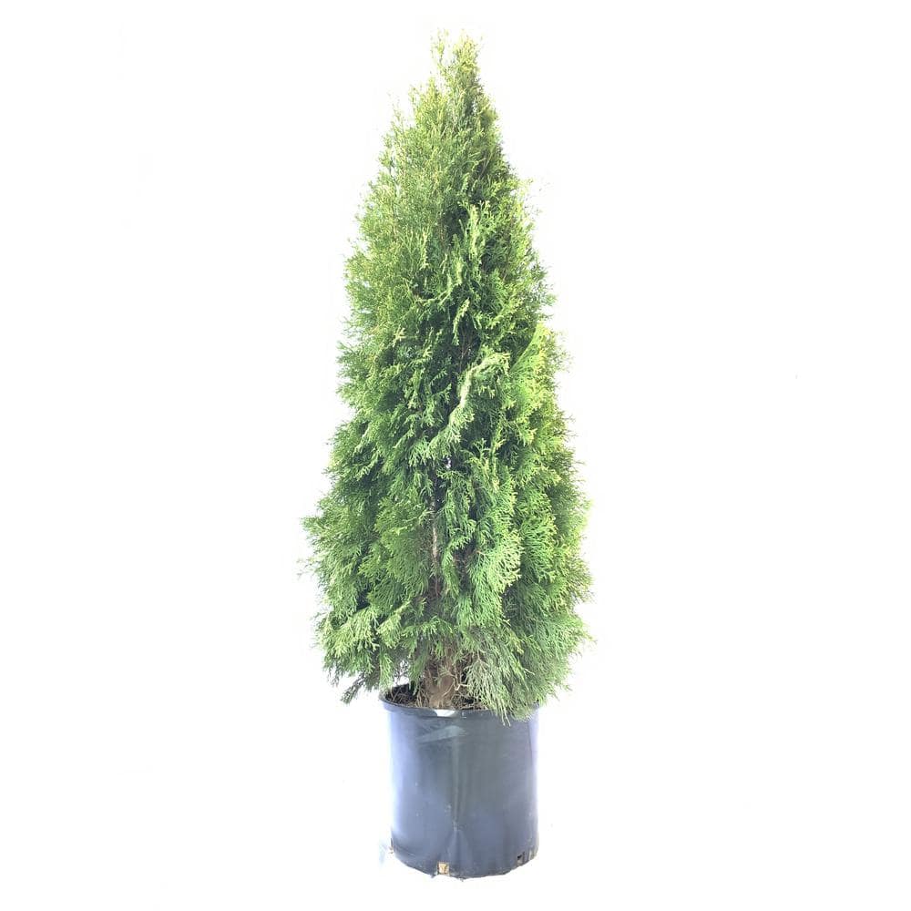 Fusion Arborvitae 'Emerald Green' #7 1001677024 - The Home Depot