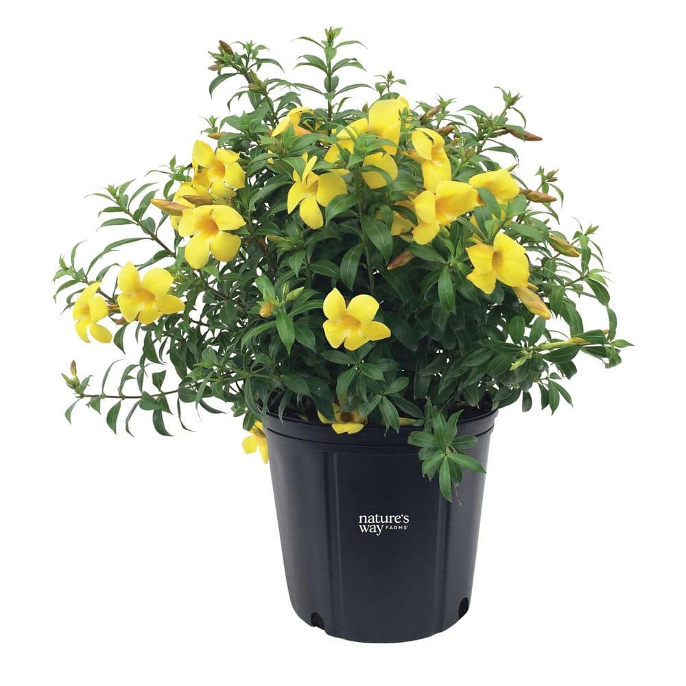 1.72 Gallon Dwarf Golden Trumpet Flowering Shrub with Yellow Blooms price history on PriceWatchPro
