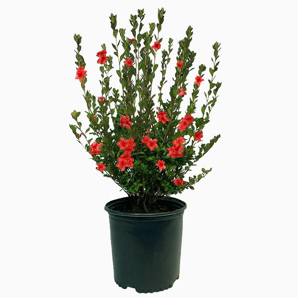 2.25 Gal. Stewartstonian Azalea Shrub with Orange-Red Flowers and Green Fol