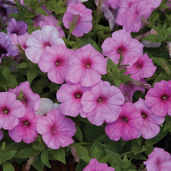 Vigoro 2.6 qt. Petunia Durabloom 'Royal Pink' Annual Plant With Pink ...