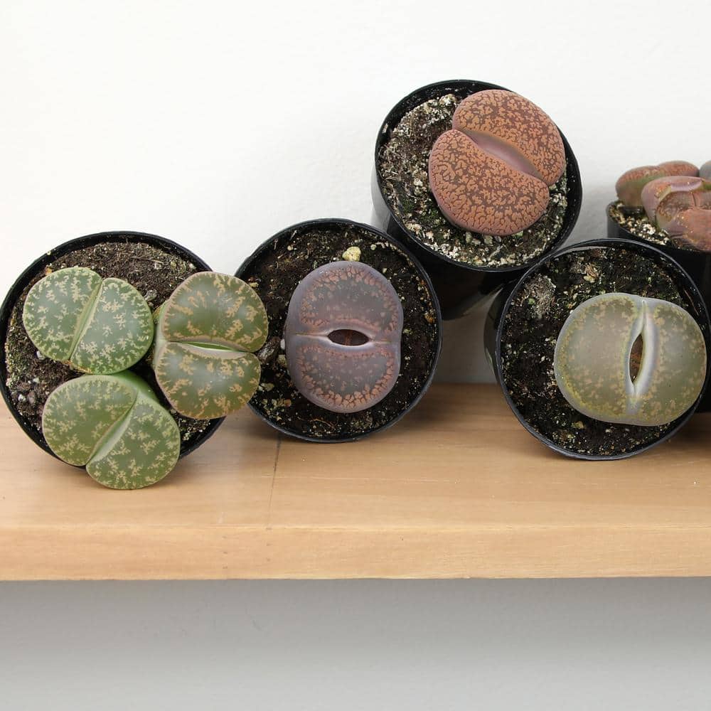 Assorted Color Pet-Safe Lithops Succulent 4-Pack in Black Pots