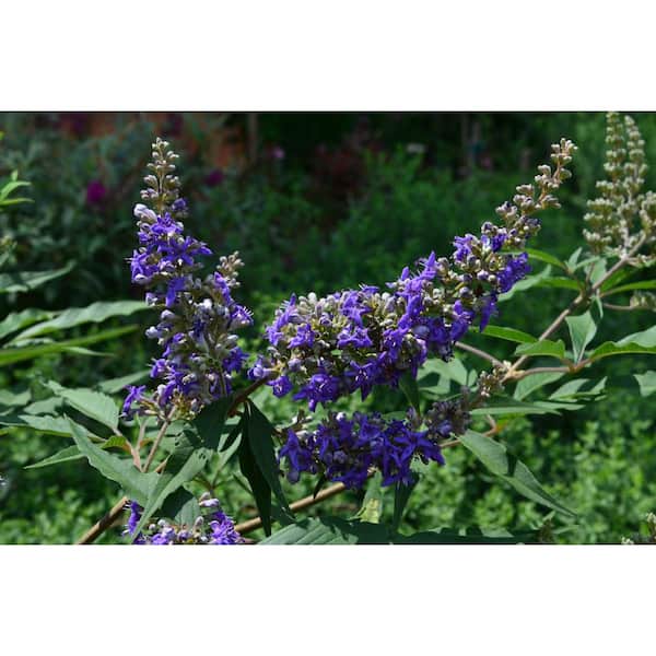 3 Gal. Delta Blues Vitex Flowering Deciduous Shrub with Purple Flowers