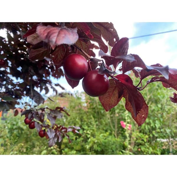Hollywood Plum Tree with Purple Foliage and Delicious Fruit (3 ft. and 2 Years Old)
