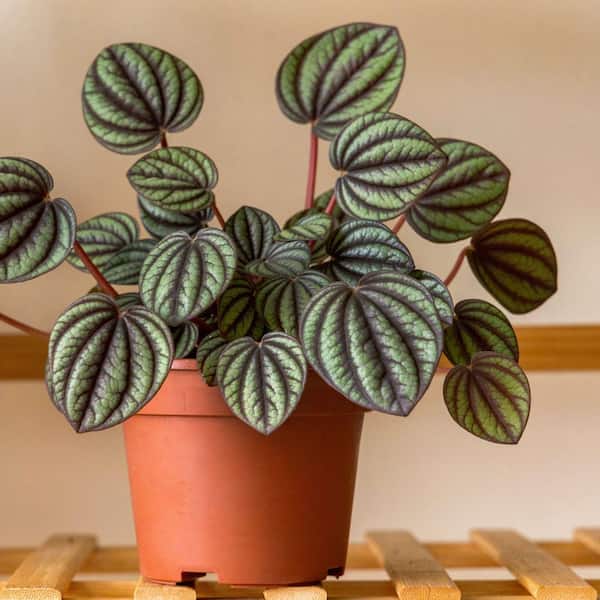 spider mite treatment for indoor plants Bonide Mite-X