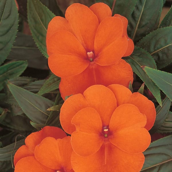 Unbranded 3.5 Pt. Electric Orange New Guinea Impatien