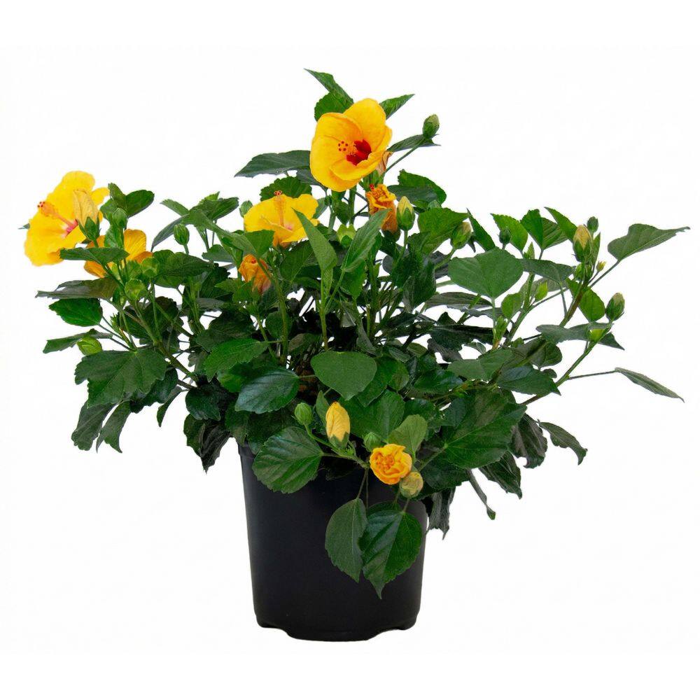 1 Gal. Tradewinds Hibiscus Shrub with Lilikoi Yellow Flowers (2-Pack) price history on PriceWatchPro