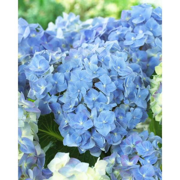 Spring Hill Nurseries 4 in. Pot, Blue Heaven Hydrangea Deciduous Flowering Shrub (1-Pack)