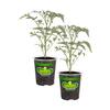 Bonnie Plants 19.3 oz. Black Cherry Tomato Plant, (2-Pack) 205719
