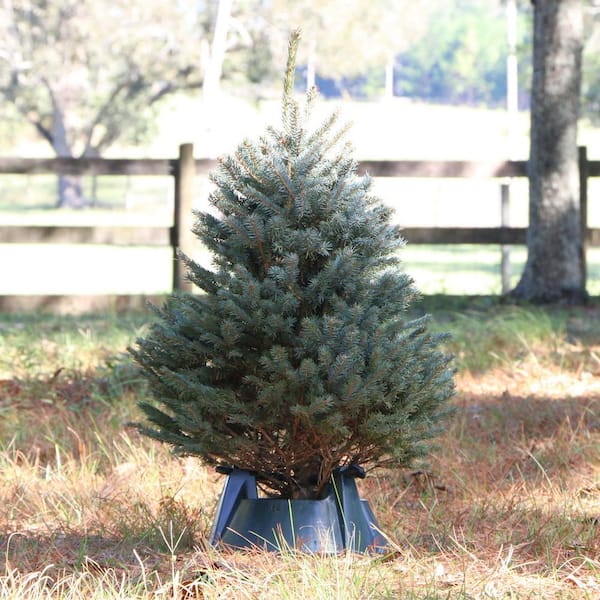 christmas tree light diy