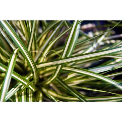 1 Gal. Ice Dance Japanese Sedge Grass - Colorful, Small, Easy Growing Variegated Evergreen Grass