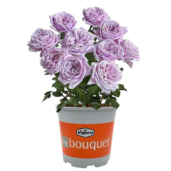 2 Gal. Pacific Blue Rose Plant with Lavender Flowers