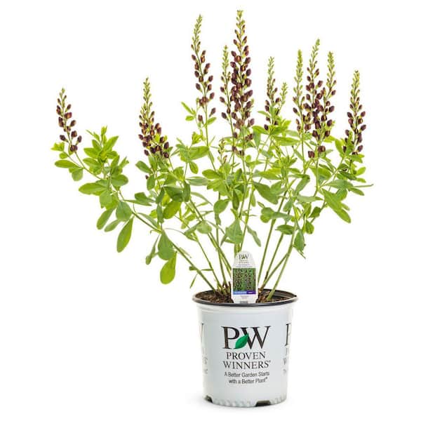 PROVEN WINNERS 3 Gal. Dark Chocolate Baptisia Live Perennial Plant