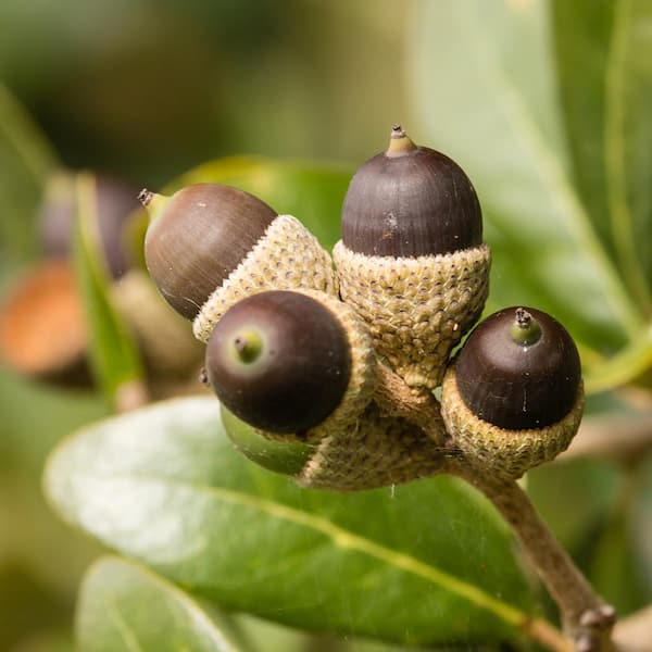 1 Gal. Live Oak Shade Tree