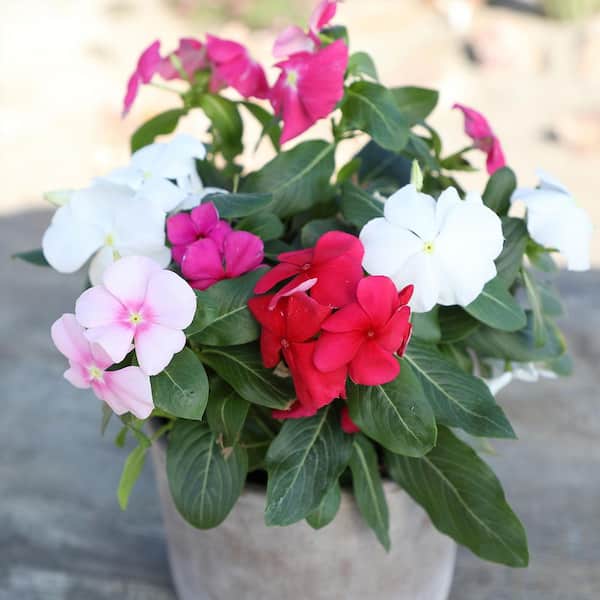 Multicolor Vinca Flowering Garden Plants (4 Pack), Deer Resistant, Colorful Flowers for Spring, 4 in. Grower Pots