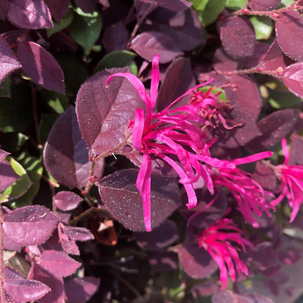 2 Gallon Purple Daydream Loropetalum Shrub with Pink Blooms