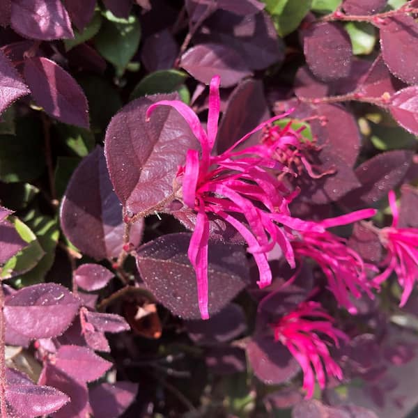 2 Gal. Purple Daydream Loropetalum Shrub with Pink Blooms in the Spring