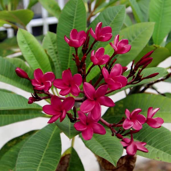 national PLANT NETWORK 1 Gal. Plumeria Bordeaux Plant with Purple Flowers