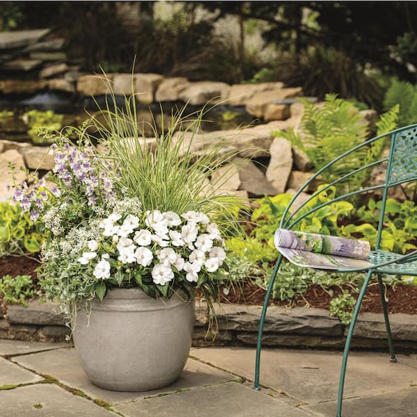 Proven Winners 4.25 in. Eco+ Grande Sunpatiens Compact Classic