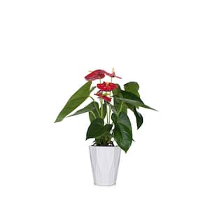 Red 5 in. Essential Anthurium Plant in Ceramic Pot
