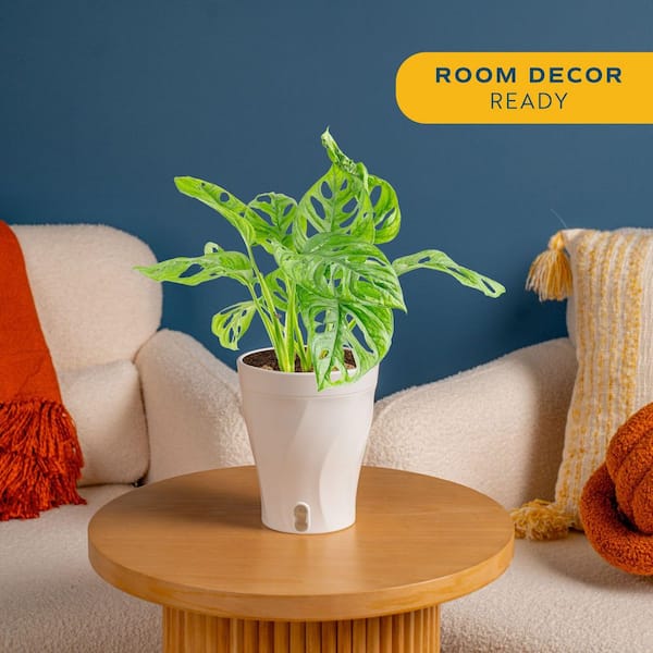 Trending Tropical Little Swiss Cheese Monstera Indoor Plant in 6 in. Self-Watering Planter