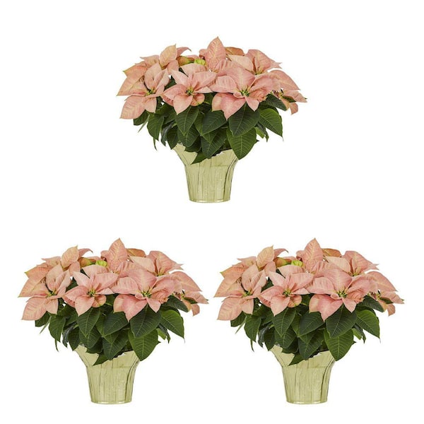 METROLINA GREENHOUSES 2 QT. 6 in. Live Christmas Poinsettia Viking Cinnamon Pink with Gold Foil Holiday Plant (3-Pack)