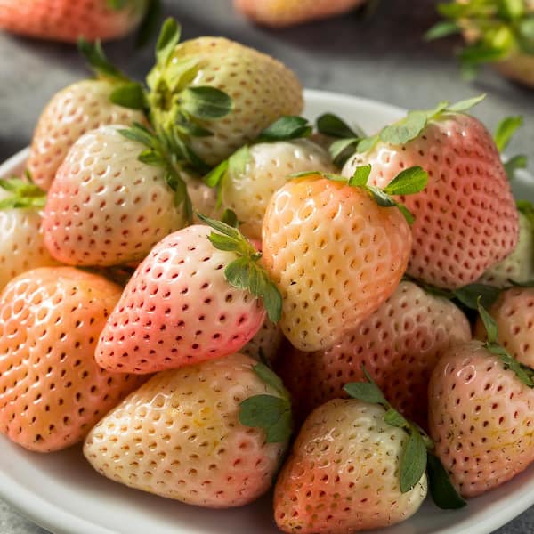 VAN ZYVERDEN Van Zyverden Dayneutral Strawberries Flamingo (Set of 20) Plant Roots