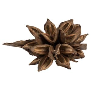 6 in. Brown Preserved Star Pod, 1-Piece